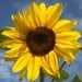 SunflowerHeaven