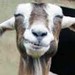 GoatGrinStudio