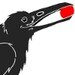 corvuscorax
