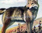 Timber Wolf &Coyote Louis Agassiz Fuertes 1950 Natural History Color Lithograph To Frame