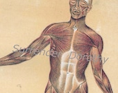 Human  Anatomy Muscular System Vintage Medical Chart 1908  Original Lithograph To Frame