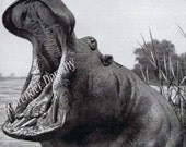 Yawning African Hippo Silly 1920s Natural History Print To Frame