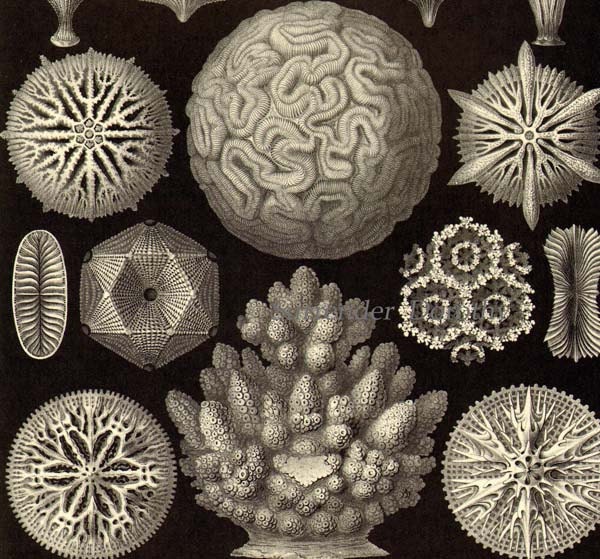 Brain Coral Formations & Brittle Stars Starfish Haeckel Vintage Print Natural History Oceanography Victorian Scientific Lithograph To Frame - SurrenderDorothy