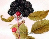 Winfield Black Raspberry 1909 USDA Antique Botanical Blackberry Fruit Vintage Lithograph Print To Frame