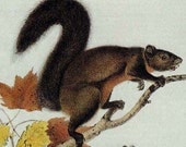 Long Haired Squirrel John J Audubon Wild Animal Lithograph Natural History Print To Frame