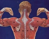 Musclular Man Human Anatomy Posterior View Vintage Lithogtaph 1930s If You've Got It, Flaunt It Dude.