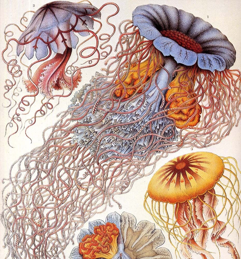 1990 Ernst Haeckel's Jellyfish. A Stunning Natural History Reproduction From 1904