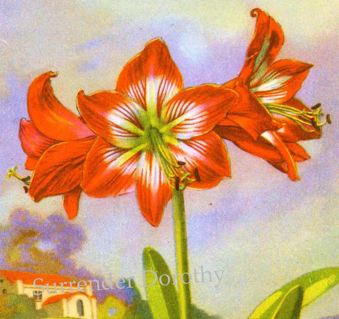 Amaryllis Flowers 1920s Country Cottage Garden by SurrenderDorothy