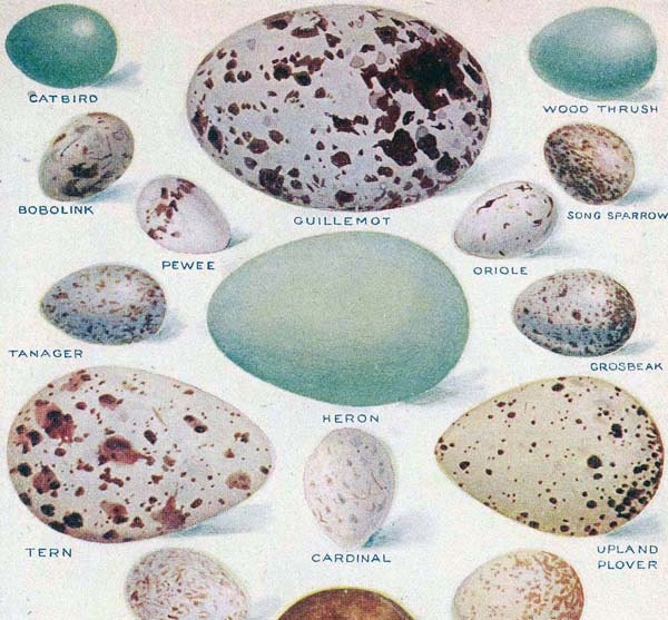 American Bird Eggs Color Lithothgraph Chart by SurrenderDorothy