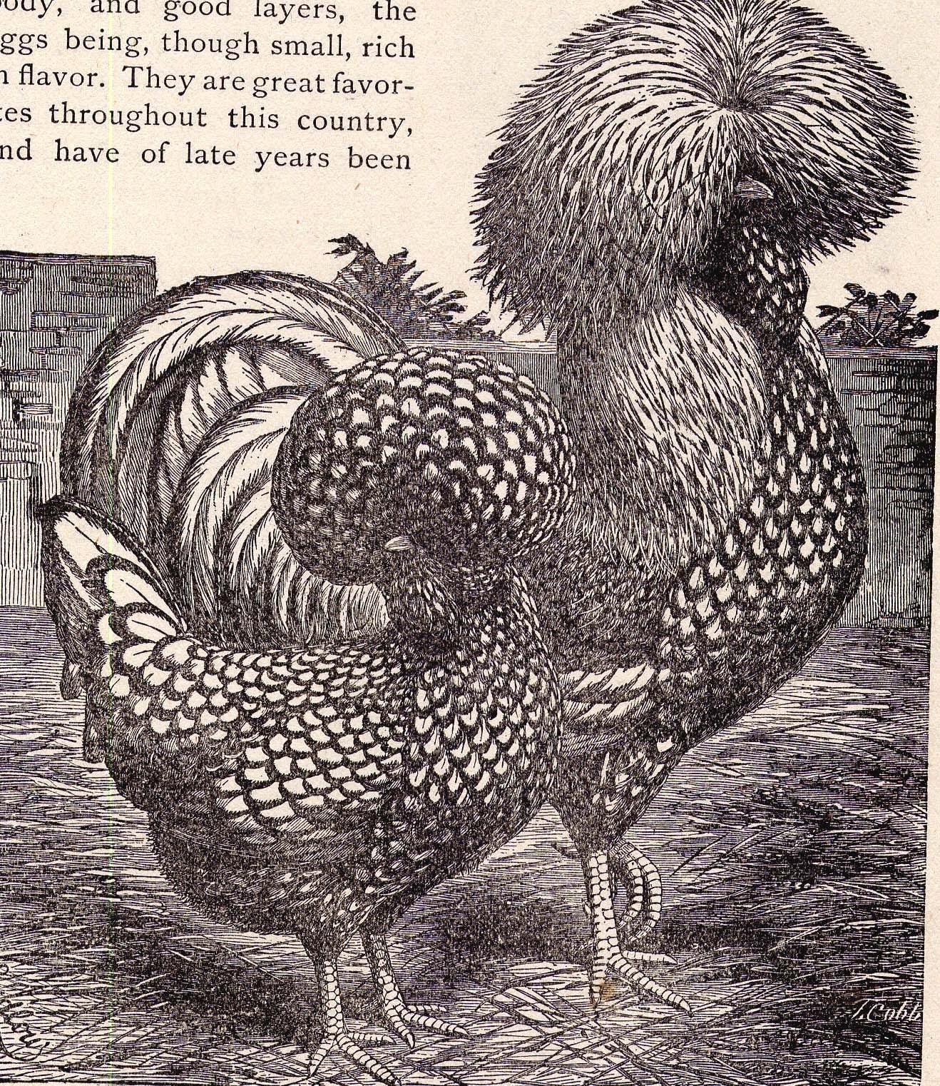 Fancy Chickens Poultry Livestock Vintage Illustrations For Framing 1915 Two Edwardian Antique Bird Prints