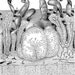 Organ Cells Antique Human Anatomy 1887 Victorian Vintage Engraving Chart To Frame