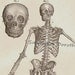 RESERVED LISTING 4 ED Human Anatomy Skeletal System Anterior View With Skulls 1892 Victorian Antique Medical Chart