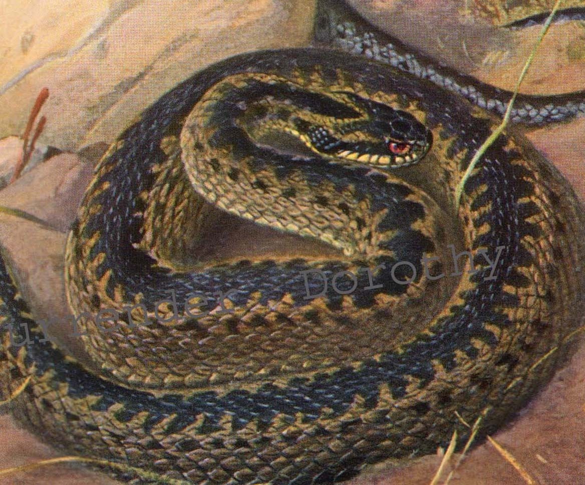 Deadly Kreuzotter Venomous Snake Herpetology by SurrenderDorothy