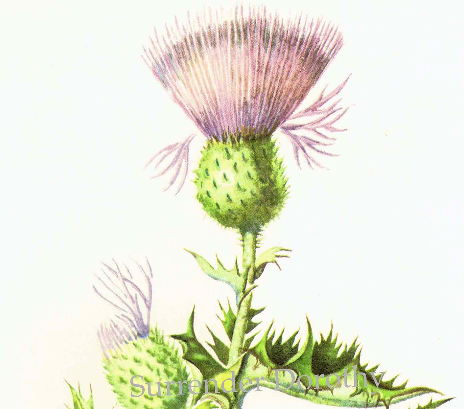 Scotland Flower