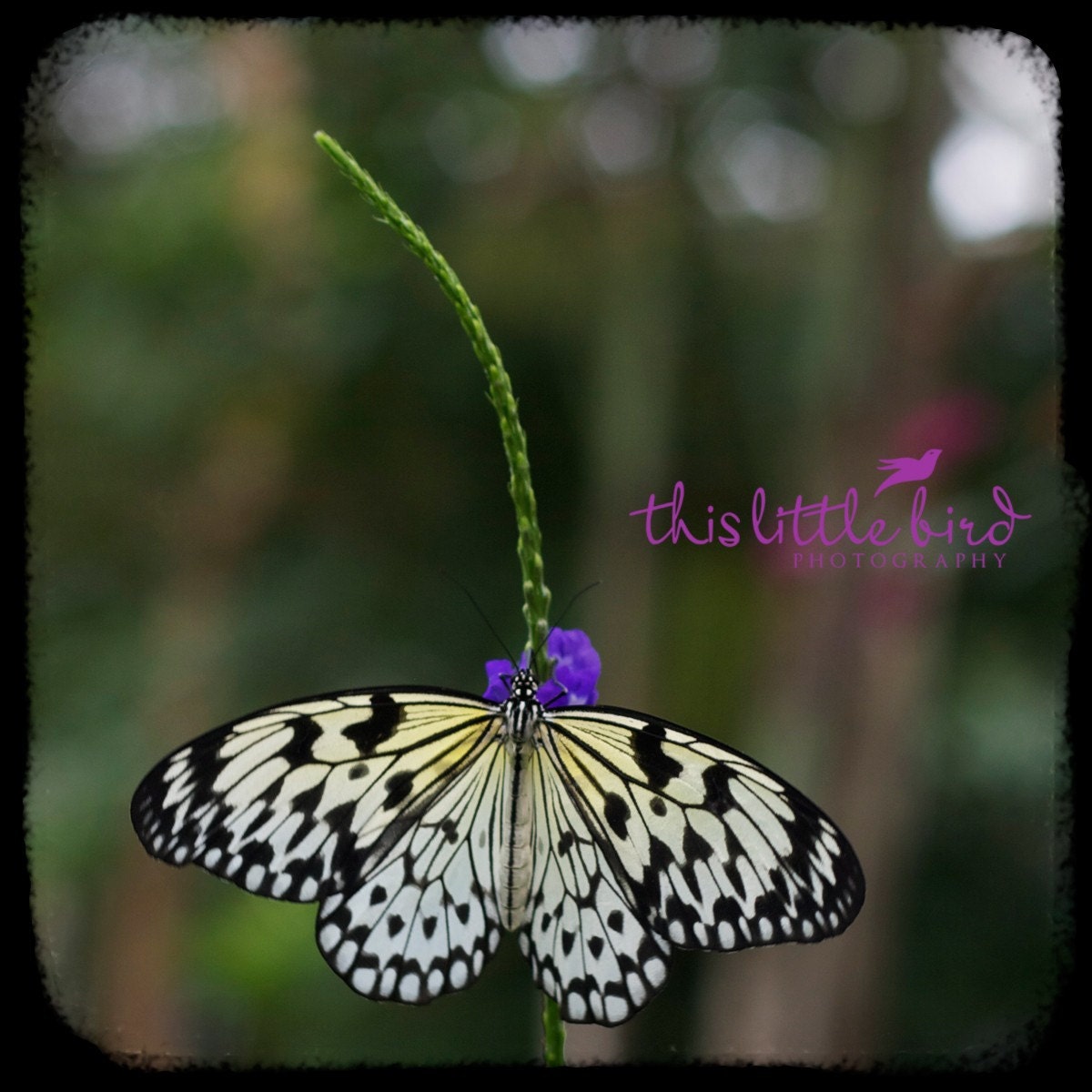 Butterfly Butterfly, Fly Away Home - 4x4 mini print