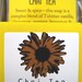 Chai Tea Soap, A Spicy Handmade Hand and Body Soap