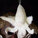 Squidtivity (or Nativity populated by squids) chreche not included