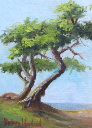 Monterey Cypress miniature oil painting Barbara Haviland landscape trees