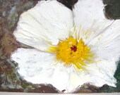 Abstract White Poppy  Miniature oil Barbara Haviland Texas Artist EBSQ
