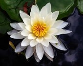 8x10 Print - Lotus Flower - Fine Art Photography