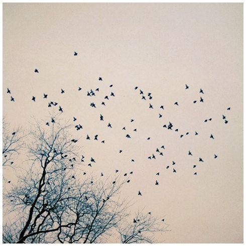 Nature Photograph - Spring - Bird Art - Birds - Flying - Tree Photograph - Restless- Original Signed Fine Art Photograph