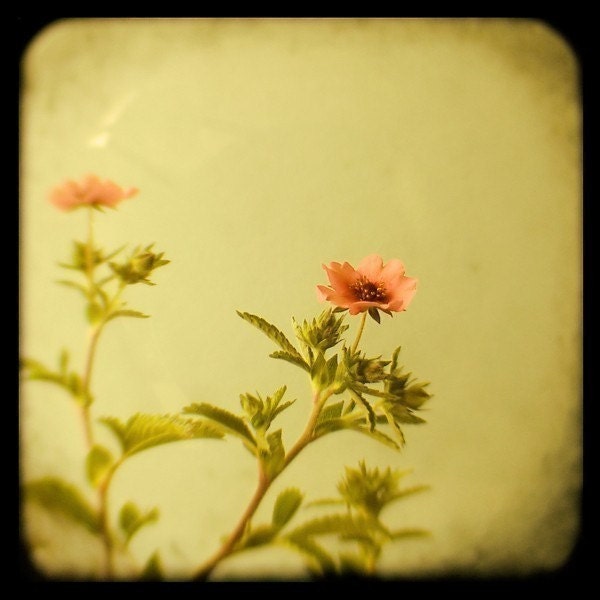 Viewfinder Photograph - Flower Photograph - Miss Willmott- Original Signed Fine Art Photograph