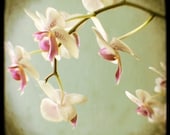 Flower Photograph - Nature Photography - TTV - Bow - Original Fine Art Photograph- Alicia Bock