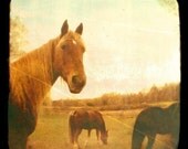 Horse Photograph - Horses - TTV- Viewfinder Photography - Michigan - Player- Signed Fine Art Photograph- Alicia Bock