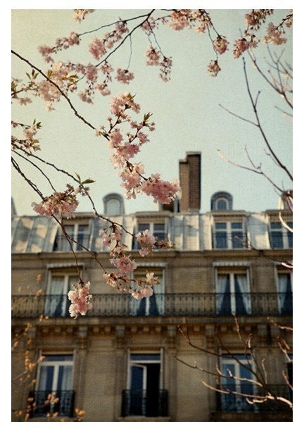 Paris Photograph - French Photography - Springtime in Paris - Paris- Blooming- Original Signed Fine Art Photograph