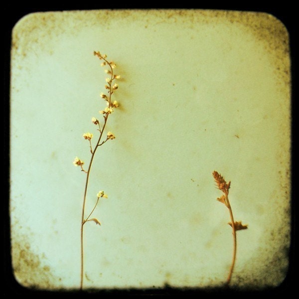 Flower Photograph - TTV - Nature Photography - Signed Fine Art Photography- Coral Bells - Michigan