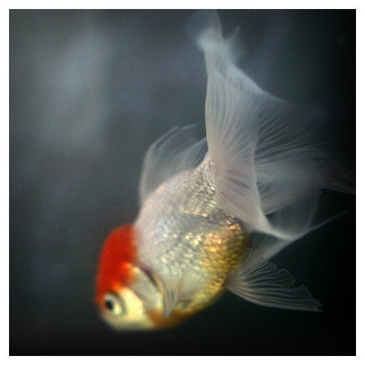 Nature Photography - Fish Art - Goldfish  Photograph - Fine Art Photograph - Light and Shadow 6 -  Alicia Bock Photography - AliciaBock