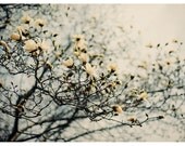 Flower Photograph - Magnolia - Michigan - Spring - Nature Photograph - Honey Scented Breeze - Original Signed Fine Art Photograph