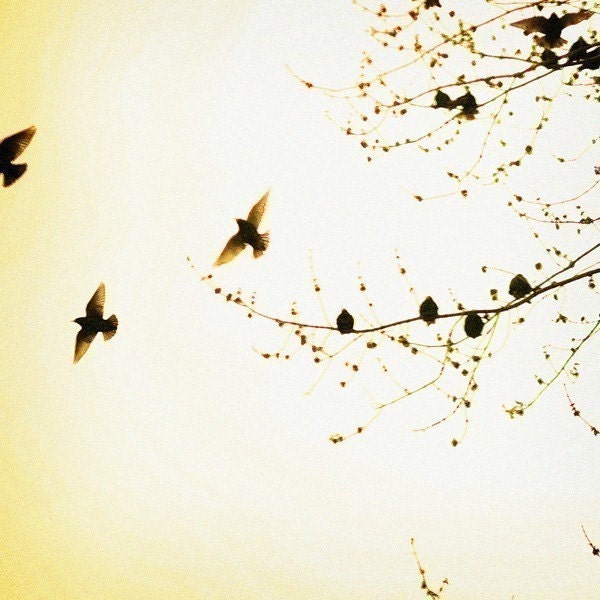 Bird Photograph - Nature Photography - Trees - Spring - Flock- Original Signed Fine Art Photograph