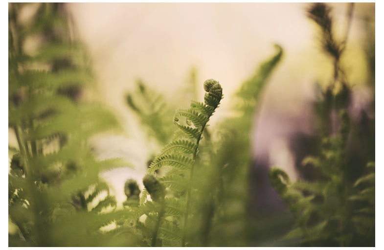 Fern Photograph - Floral Photography - Nature Photograph - Fine Art Photograph - Greener 2 - Grass