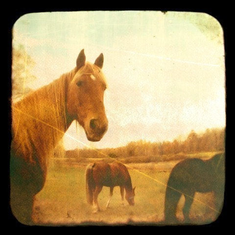 Horse Photograph - Horses - TTV- Viewfinder Photography - Michigan - Player- Signed Fine Art Photograph- Alicia Bock