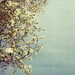 Polaroid Photograph - Tree Photograph - Magnolia - Half The Sky - Fine Art Photograph - Blue Sky
