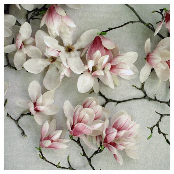 Flower Photograph - Spring Photography - Blossom - Flower - Sonnet - Signed Fine Art Photograph - Spring Magnolia Tree