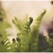 Fern Photograph - Floral Photography - Nature Photograph - Fine Art Photograph - Greener 2 - Grass