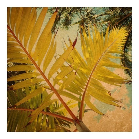 Nature Photograph - Palm Tree - Tropical - Travel Photograph - The Palms- Original Signed Fine Art Photograph
