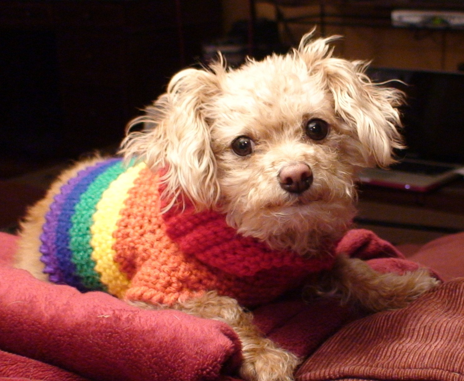 Gay Pride Doggay Wear (Small) - Rainbow Dog Sweater