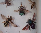 Our Insect Friends and Foes and Spiders National Geographic