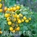 Hahms Gelbe Topftomate - RARE Dwarf Yellow Tomato