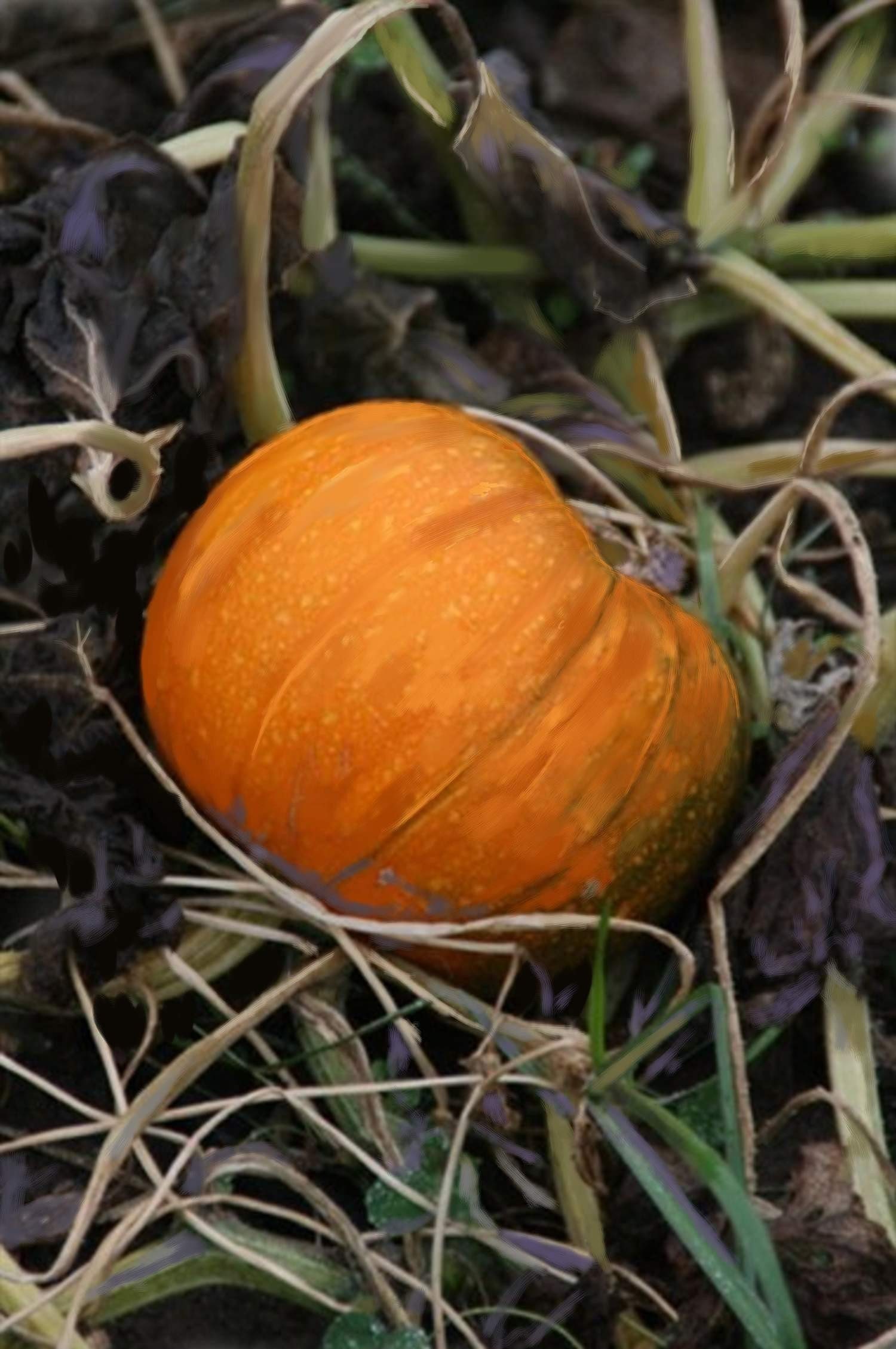 Pumpkin Patch Drawing