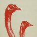 Ostrich Couple (small print)