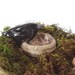 Reserved Rustic Black Raven Crow Bird Nest Stoneware Trinket Dish