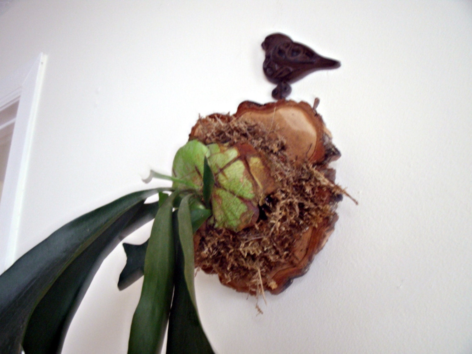Mounted Antlers, Staghorn Fern Mounted on Natural Cypress, Fresh Home Decor