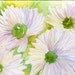 Original White Daisies with Green Centers Watercolor Painting