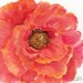Original Watercolor Painting Big Coral Peony