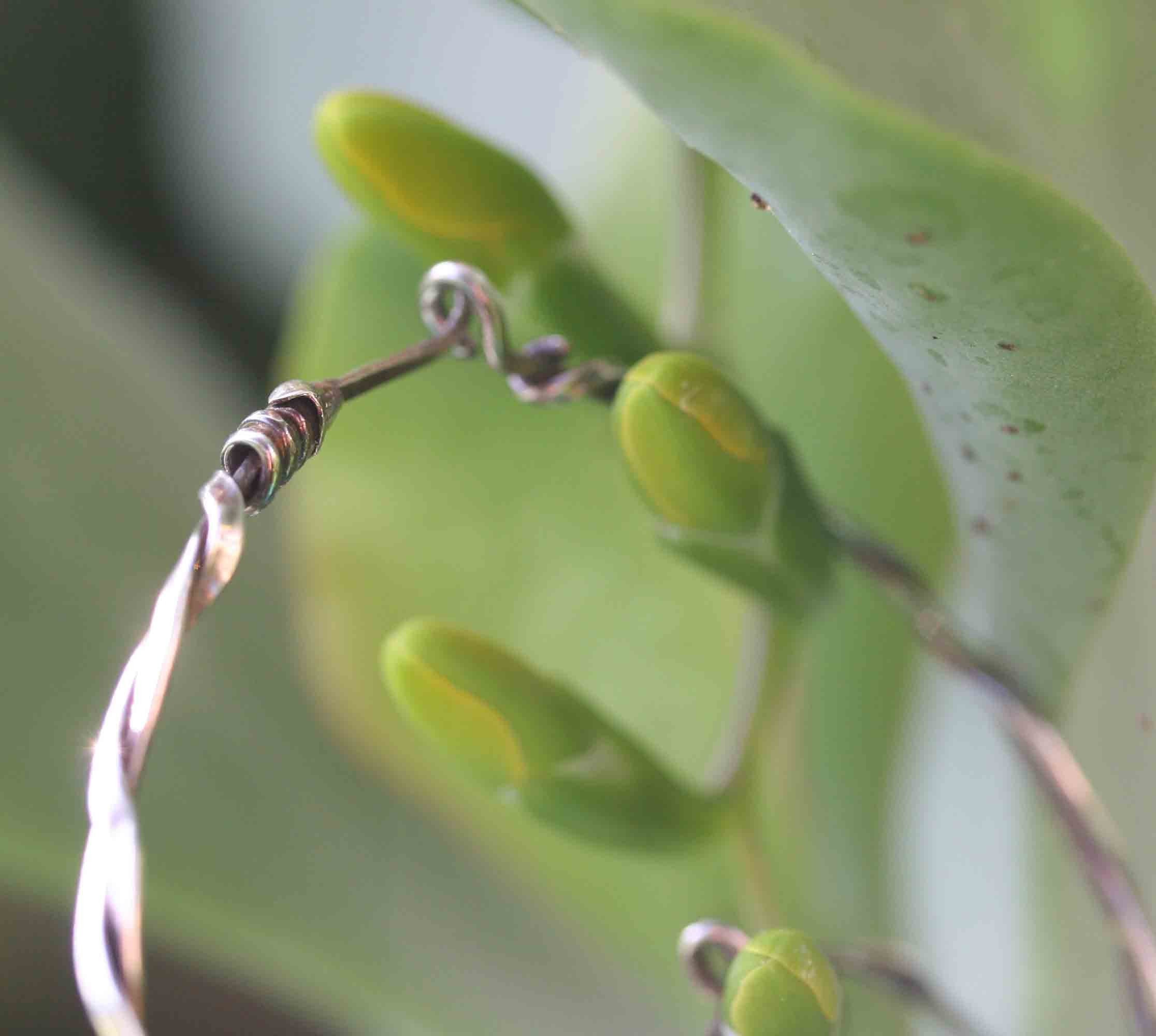 Twisted Sterling Hoops