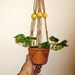 SUNFLOWER Yellow Mini Macrame Air Plant Hanger Holder Made in USA